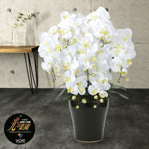 ̊y LOӒ7{W[Ӓ j   ϗtA  Mtg G} tFCNO[ zCg  F 蕨 v[g ͂Ȃ₩  A  CeA j 