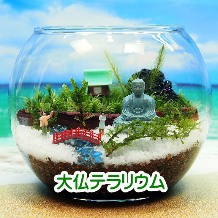 楽天市場】大仏様 苔テラリウム 手作りキット一式 観葉植物 おしゃれ 