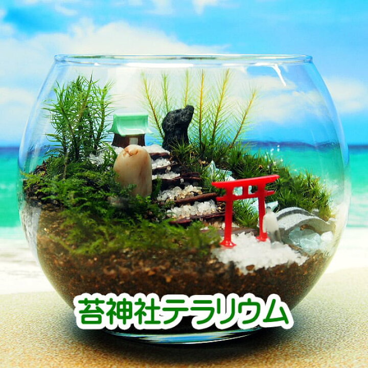 楽天市場】苔神社 金魚鉢 苔テラリウム 手作りキット一式 観葉植物  