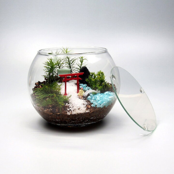 楽天市場 苔神社 苔テラリウム 手作りキット 一式 金魚鉢 観葉植物 おしゃれ ミニ テラリウム キット コケリウム 苔 コケ 苔テラリウム 苔リウム アクアリウム アクアテラリウム 園芸 ハイド ガーデニング グリーン インテリア 緑 苔盆栽 癒し Moss 初心者 パック セット 楽天市場 苔神社 苔テラリウム 手作りキット 一式 金魚鉢 観葉植物 おしゃれ ミニ テラリウム キット コケリウム 苔 コケ 苔テラリウム 苔リウム アクアリウム アクアテラリウム 園芸 ハイド ガーデニング グリーン インテリア 緑 苔盆栽 癒し Moss 初心者 パック セット