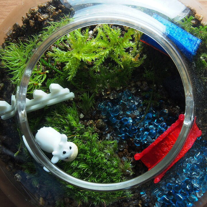 楽天市場】苔テラリウム 手作りキット 一式 ティーポット 観葉植物 おしゃれ ミニ テラリウム キット コケリウム 苔 コケ 苔テラリウム 苔リウム アクアリウム アクアテラリウム 園芸 ハイド ガーデニング グリーン インテリア 緑 苔盆栽 癒し moss 初心者 父の日 敬老の ... 楽天市場】苔テラリウム 手作りキット 一式 ティーポット 観葉植物 おしゃれ ミニ テラリウム キット コケリウム 苔 コケ 苔テラリウム 苔リウム アクアリウム アクアテラリウム 園芸 ハイド ガーデニング グリーン インテリア 緑 苔盆栽 癒し moss 初心者 父の日 敬老の ...