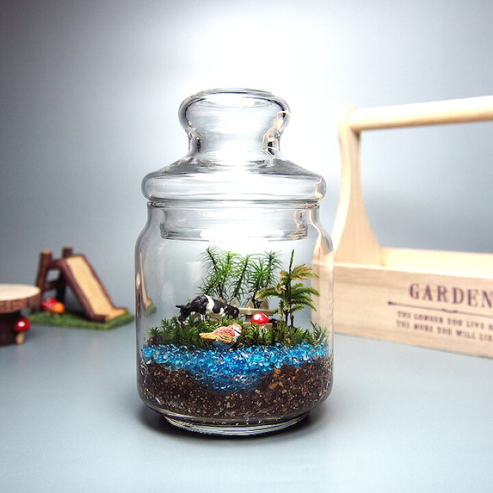 楽天市場】苔テラリウム 手作りキット 一式 ガラスポット 観葉植物  