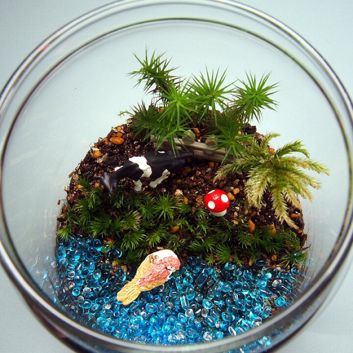 楽天市場】苔テラリウム 手作りキット 一式 ガラスポット 観葉植物  
