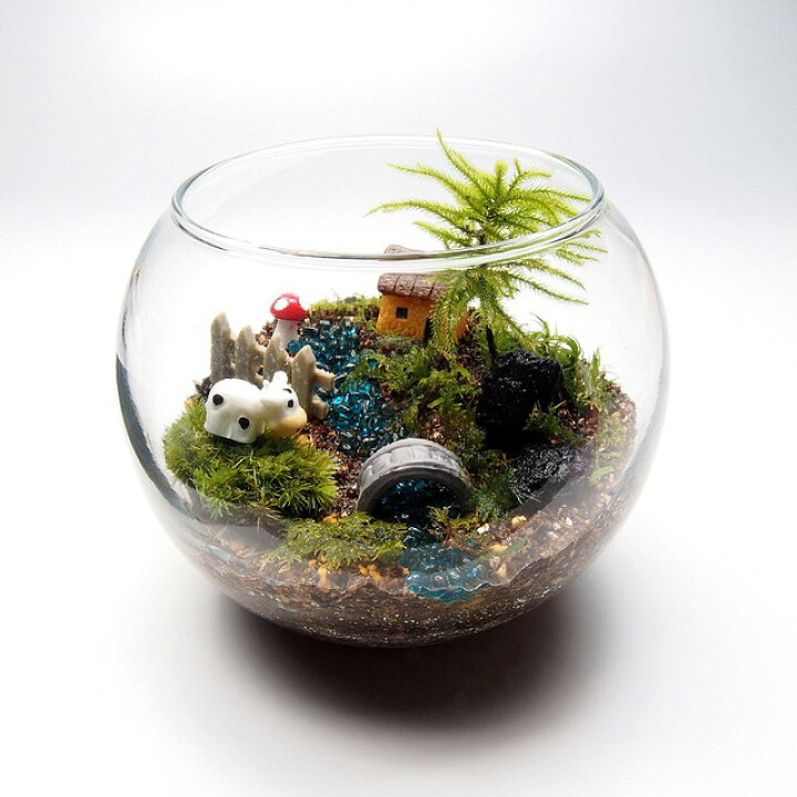 楽天市場 コウヤノマンネングサ 金魚鉢 苔テラリウム 手作りキット 一式 観葉植物 おしゃれ ミニ テラリウム キット コケリウム 苔 コケ 苔テラリウム 苔リウム アクアリウム アクアテラリウム 園芸 ハイド ガーデニング グリーン インテリア 緑 苔盆栽 癒し Moss 初心者