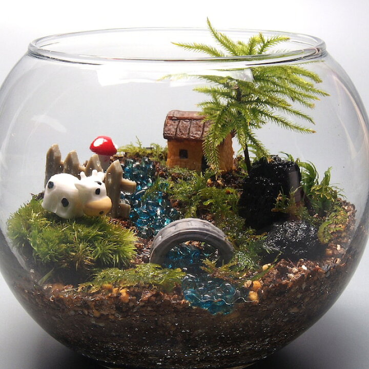楽天市場】コウヤノマンネングサ 金魚鉢 苔テラリウム 手作りキット