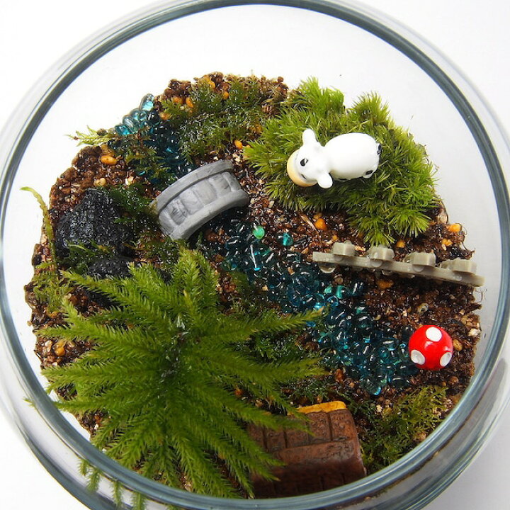 楽天市場】コウヤノマンネングサ 金魚鉢 苔テラリウム 手作りキット