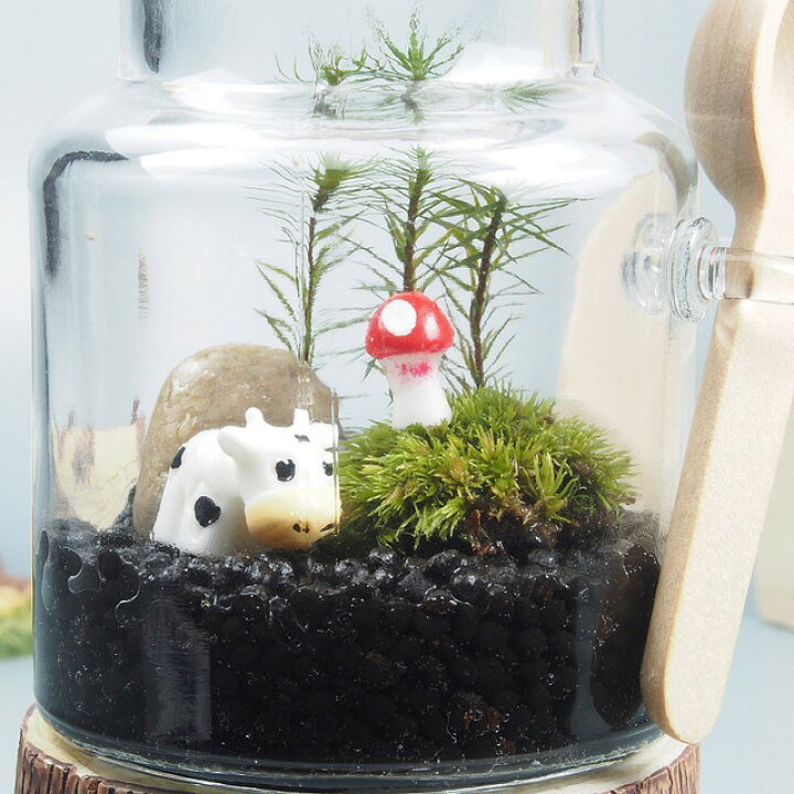 楽天市場 スプーン付き容器 苔テラリウム 手作りキット 一式 観葉植物 おしゃれ ミニ テラリウム キット コケリウム 苔 コケ 苔テラリウム 苔リウム アクアリウム アクアテラリウム 園芸 ハイド ガーデニング グリーン インテリア 緑 苔盆栽 癒し Moss セット 父の日
