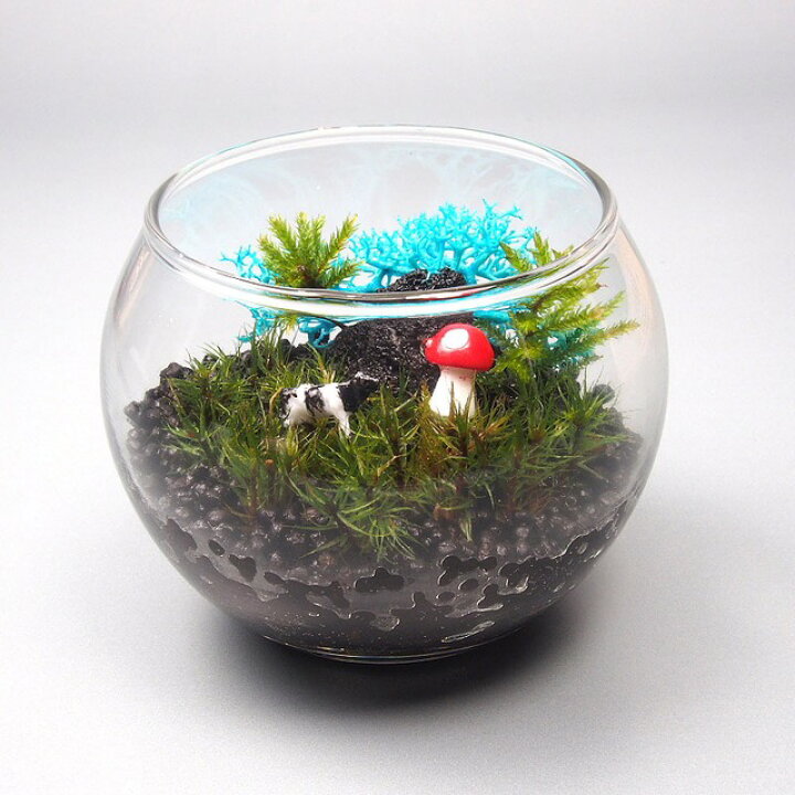 楽天市場 金魚鉢小 苔テラリウム 手作りキット 一式 観葉植物 おしゃれ ミニ テラリウム キット コケリウム 苔 コケ 苔テラリウム 苔リウム アクアリウム アクアテラリウム 園芸 ハイド ガーデニング グリーン インテリア 緑 苔盆栽 癒し Moss 初心者 パック セット