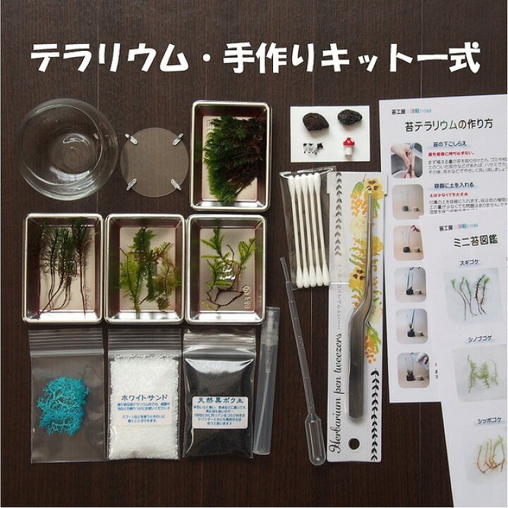 楽天市場】金魚鉢小 苔テラリウム 手作りキット 一式 観葉植物 おしゃれ ミニ テラリウム キット コケリウム 苔 コケ 苔テラリウム 苔リウム アクアリウム アクアテラリウム 園芸 ハイド ガーデニング グリーン インテリア 緑 苔盆栽 癒し moss 初心者 パック セット ... 楽天市場】金魚鉢小 苔テラリウム 手作りキット 一式 観葉植物 おしゃれ ミニ テラリウム キット コケリウム 苔 コケ 苔テラリウム 苔リウム アクアリウム アクアテラリウム 園芸 ハイド ガーデニング グリーン インテリア 緑 苔盆栽 癒し moss 初心者 パック セット ...