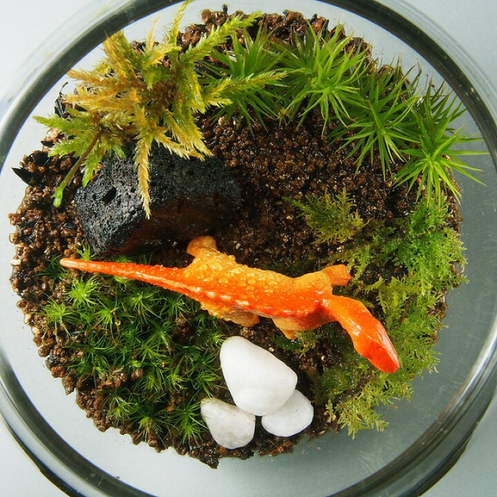 楽天市場】恐竜 苔テラリウム 金魚鉢 手作りキット一式 観葉植物 おしゃれ ミニ テラリウム キット コケリウム 苔 コケ 苔テラリウム 苔リウム アクアリウム アクアテラリウム 園芸 ハイド ガーデニング グリーン インテリア 緑 苔盆栽 癒し moss 初心者 : アジアン衣料 ... 楽天市場】恐竜 苔テラリウム 金魚鉢 手作りキット一式 観葉植物 おしゃれ ミニ テラリウム キット コケリウム 苔 コケ 苔テラリウム 苔リウム アクアリウム アクアテラリウム 園芸 ハイド ガーデニング グリーン インテリア 緑 苔盆栽 癒し moss 初心者 : アジアン衣料 ...