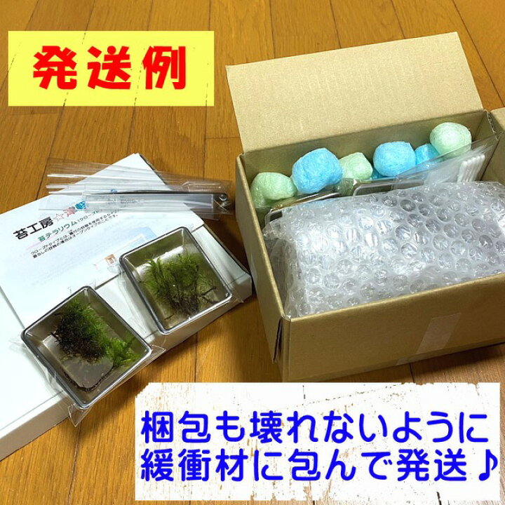 楽天市場 京都 日本庭園 苔テラリウム 手作りキット 一式 神社 お寺 観葉植物 おしゃれ ミニ テラリウム キット コケリウム 苔 コケ 苔リウム アクアリウム アクアテラリウム 園芸 ハイド ガーデニング グリーン インテリア 緑 苔盆栽 癒し 父の日 敬老の日 アジアン