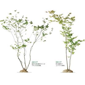 （訳ありセール 送料無料 オンリーワン 美しい樹形を選ぶ 植栽 KJ6-TJN ナツハゼ 樹形美 良好品