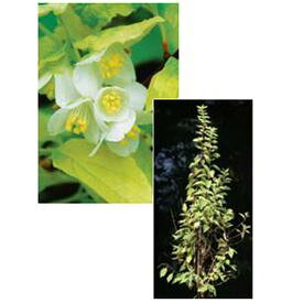 オンリーワン　植栽・美しい葉　バイカウツギ・コロナリウスオーレア　WP6-TUBU