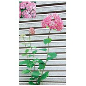 オンリーワン　植栽・美しい花　アジサイ・ピンクのアナベル(花が咲いていない状態)　KJ6-TUAP