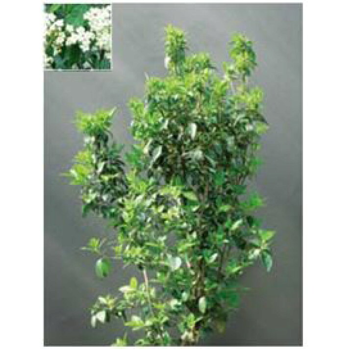 楽天市場 オンリーワン 植栽 美しい花 ビバーナム ティヌス Kj6 Tubn エクステリアのプロショップ キロ 楽天市場 オンリーワン 植栽 美しい花 ビバーナム ティヌス Kj6 Tubn エクステリアのプロショップ キロ