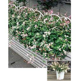 楽天市場 つる性植物 フェンス 植木 ガーデニング 農業 花 ガーデン Diyの通販