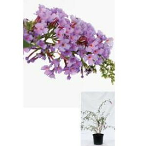 オンリーワン　植栽・美しい花　ブッドレア　UN6-TUBR