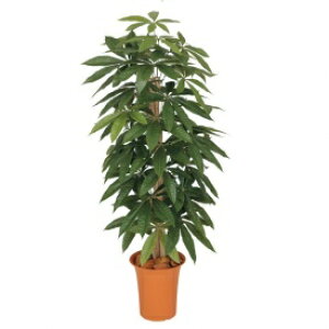 wlHÁx@^JV[ O[fRt@pL@1.2m@GD-166