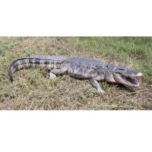 FRP �A�����J�k�̗Y�p / American Alligator 8ft. Fr080142 �w঒��ރI�u�W�F �A�j�}���I�u�W�F �X�܁E�C�x���g�����x