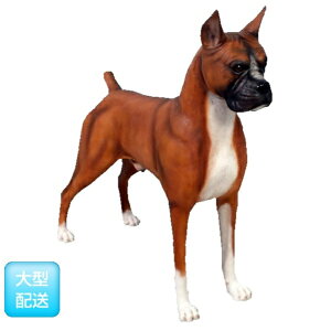 FRP {NT[ / Boxer fr110120 wIuWF Aj}IuWF X܁ECxgx