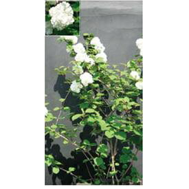 オンリーワン　植栽・美しい花　オオデマリ　UN6-TUOM
