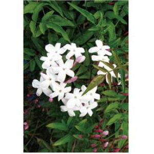 ジャスミン 植木の人気商品 通販 価格比較 価格 Com