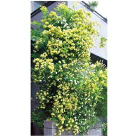 オンリーワン　長尺ツル性植物　モッコウバラ（黄）　WP6-TMKBK