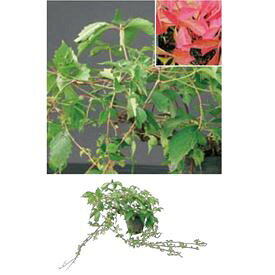 オンリーワン　長尺ツル性植物　ナツヅタ・バージニアクリーパー　KJ6-TNDB