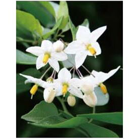 楽天市場 緑のカーテン 植木 ガーデニング 農業 花 ガーデン Diyの通販