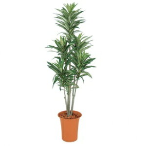 wlHÁx@^JV[ O[fRt@hZi@1.2m@GD-187