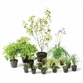 オンリーワン　ボーダー花壇　植栽セット　ブリーゼ　ギルドエッジ　やさしい景色　SZ6-SET02