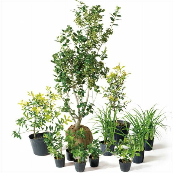 楽天市場 オンリーワン 目的で選ぶ 植栽セット ハッピー チャイニーズホーリー 鬼門除け Sz6 Set08 エクステリアのキロ楽天市場支店