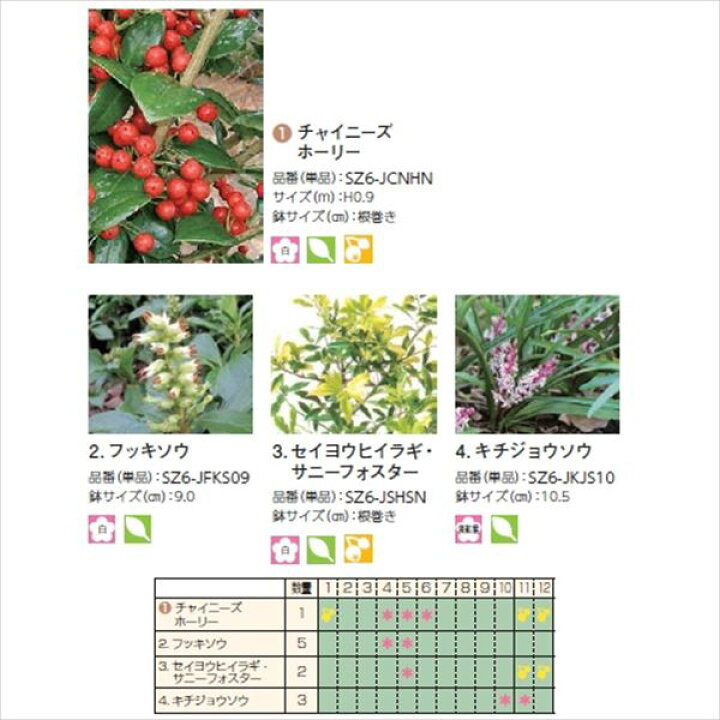 楽天市場 オンリーワン 目的で選ぶ 植栽セット ハッピー チャイニーズホーリー 鬼門除け Sz6 Set08 エクステリアのキロ楽天市場支店
