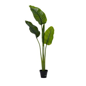 O[x tFCNO[ lHA ؁Ep gx[Yp[ pt A70TN555