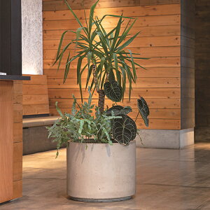 �g�[�V�� NUTRAL RUSTICK M550 NU�v�����^�[ ���X�e�B�b�NM550 NU-RSM550-���� �w �v�����^�[ ���^ �[�^ ������� ���O �x