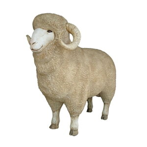 FRP eЂ̗D / Merino Ram fr020503 wIuWF Aj}IuWF X܁ECxgx