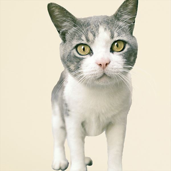 東京ステッカー 子猫のリアルな表情がとても愛らしいウォールステッカーです 激安特価 高級ウォールステッカー 岩合光昭 最大63%OFFクーポン ねこウォールステッカー05 SSサイズ 壁 TS-0085-ASS おしゃれ シール かわいい