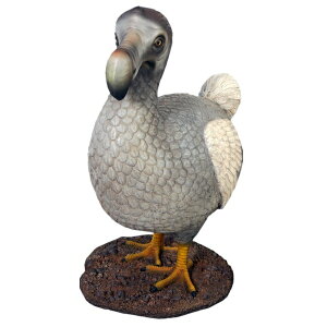 FRP h[h[ / Dodo Bird fr120007 wIuWF Aj}IuWF X܁ECxgx