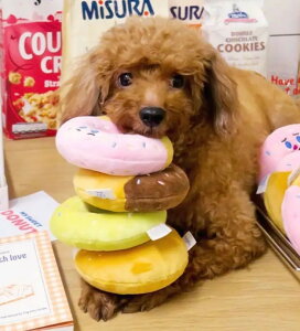 ybggC R̃h[ic₳ ̊ނ ʂ   XgX ^p