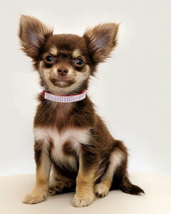 L̎ LL NX^ ybg߉\Ȏ  L̎ LL NX^   킢 ̎ ^ p[\iCY ꂽ 킢