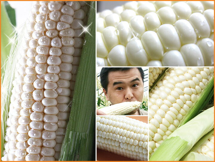 楽天市場 恵味ゴールド 白いとうもろこし 各5本 計10本 とうもろこし2種セット ほっかいどうから産地直送 朝もぎとうきび 糖度の高いトウキビ 生でも美味しい北海道産フルーツトウモロコシ スイーツコーン 送料無料 麺本舗吉粋 楽天支店 楽天市場 恵味ゴールド 白いとうもろこし 各5本 計10本 とうもろこし2種セット ほっかいどうから産地直送 朝もぎとうきび 糖度の高いトウキビ 生でも美味しい北海道産フルーツトウモロコシ スイーツコーン 送料無料 麺本舗吉粋 楽天支店