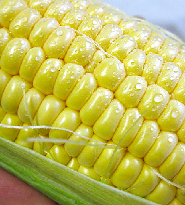 楽天市場 恵味ゴールド 白いとうもろこし 各5本 計10本 とうもろこし2種セット ほっかいどうから産地直送 朝もぎとうきび 糖度の高いトウキビ 生でも美味しい北海道産フルーツトウモロコシ スイーツコーン 送料無料 麺本舗吉粋 楽天支店 楽天市場 恵味ゴールド 白いとうもろこし 各5本 計10本 とうもろこし2種セット ほっかいどうから産地直送 朝もぎとうきび 糖度の高いトウキビ 生でも美味しい北海道産フルーツトウモロコシ スイーツコーン 送料無料 麺本舗吉粋 楽天支店