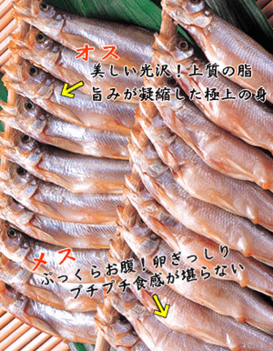 楽天市場】北海道鵡川産ししゃもB オス10尾、メス20尾【化粧箱入】これが本物!ふっくら柔らかコクが違う!【カネダイ大野商店】【送料無料】 : 麺本舗吉粋 楽天支店 楽天市場】北海道鵡川産ししゃもB オス10尾、メス20尾【化粧箱入】これが本物!ふっくら柔らかコクが違う!【カネダイ大野商店】【送料無料】 : 麺本舗吉粋 楽天支店