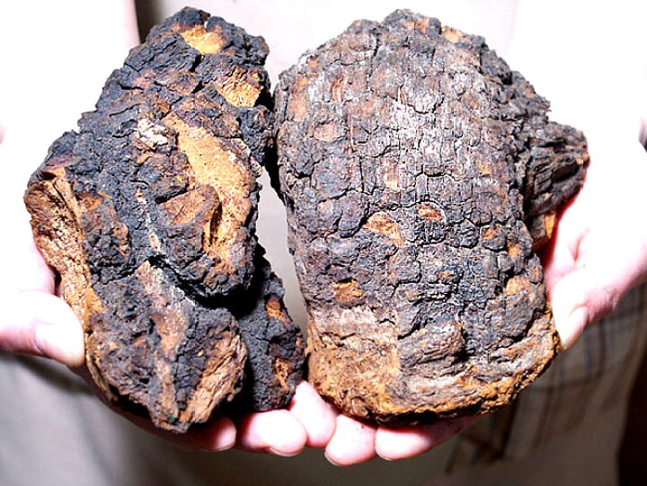 楽天市場】カバノアナタケ茶塊≪原体≫2.1kg【700g×3袋セット】≪業務 