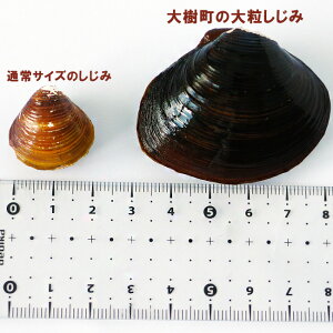 楽天市場 まぼろしのしじみ300g 北海道大樹町産幻の蜆 大粒のシジミ 生花苗沼 オイカマナイトー ヤマトシジミ 1年に1日の漁 数量限定 日本最大級の大きさ しじみ味噌汁 しじみご飯 蜆の酒蒸し 砂だし済み 粒が大きく濃厚 送料無料 麺本舗吉粋 楽天支店