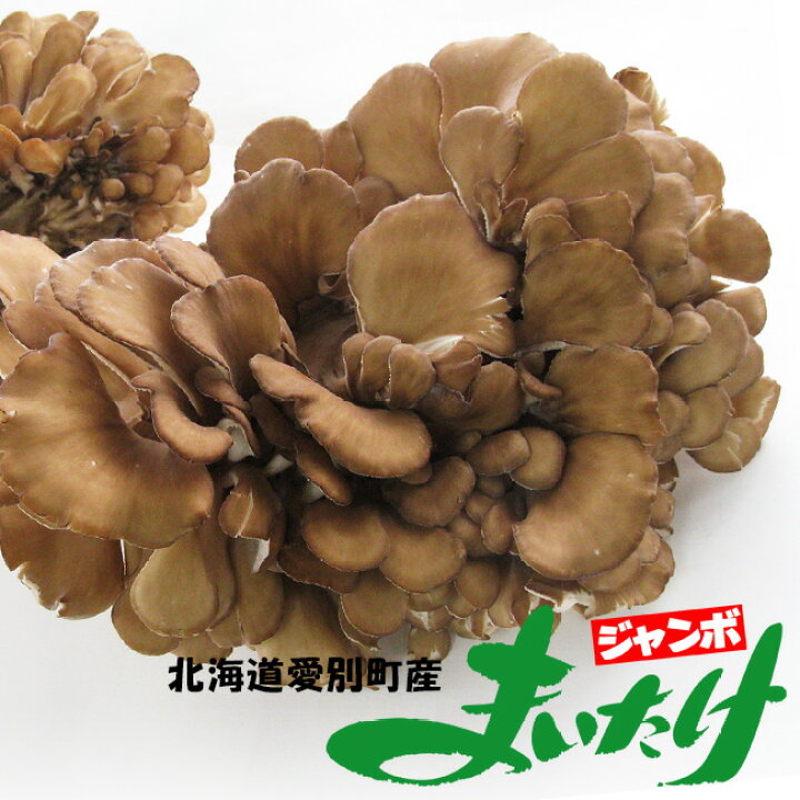 楽天市場 ジャンボまいたけ2株合計1kg以上 北海道愛別町産 きのこの里あいべつの舞茸 特産品のマイタケ 大株 肉厚なキノコ 舞出す程美味しい茸 黒舞茸 ダイエットに注目されている黒マイタケ 送料無料 麺本舗吉粋 楽天支店