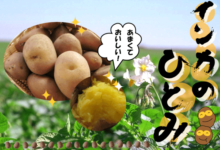 楽天市場 インカのひとみ 3kg サイズ無選別 送料無料 北海道産地直送じゃがいも インカのめざめの新しい品種 美味しいジャガイモ 只今 発送中 麺本舗吉粋 楽天支店