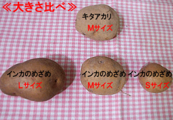 楽天市場】インカのめざめ 10kg【サイズ無選別】北海道産地直送 いんか