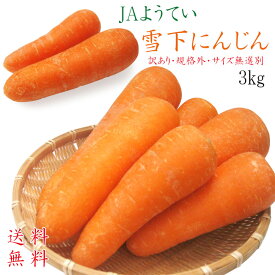 雪下にんじん 3kg 土付きニンジン JAようてい≪泥付きニンジン・雪の下人参≫【訳あり・規格外・サイズ無選別】北海道虻田郡真狩村【まっかり村】雪の下にんじん 【送料無料】 ※只今発送中！
