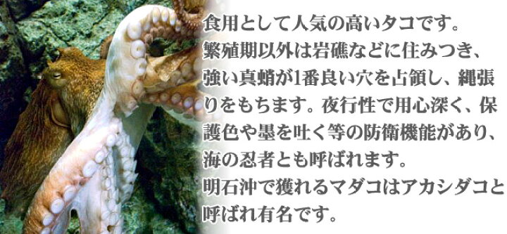 楽天市場 北海道産 味付たこ300g 醤油ベースの美味しい味付きタコ 北海道産の真蛸使用 酢だこ 日々の御膳の友に味付けタコを 送料無料 麺本舗吉粋 楽天支店